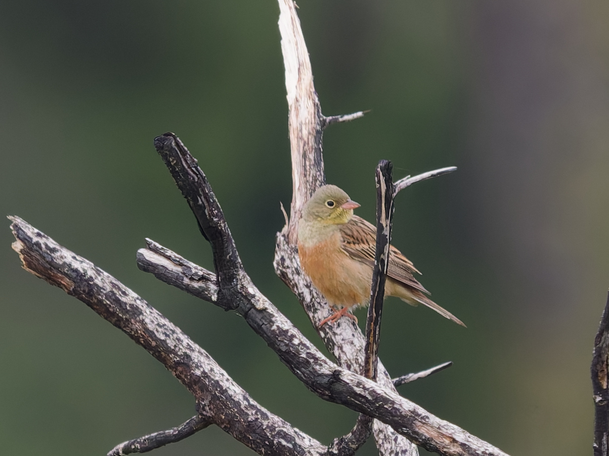 Ortolaan (Emberiza hortulana)